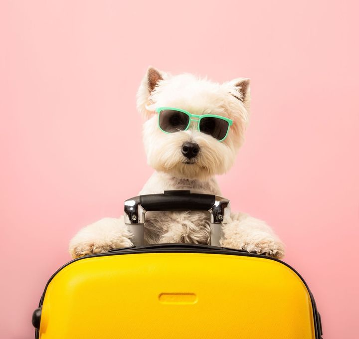 강아지 동반 해외여행 방법