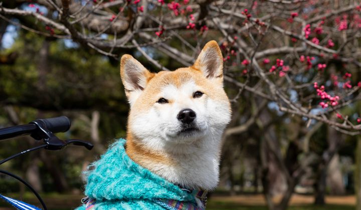 강아지 동반 일본여행